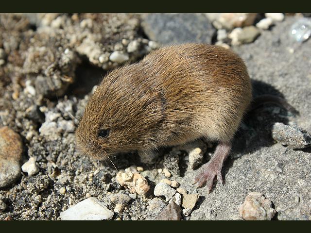 Myodes glareolus synonym Clethrionomys glareolus Bank Vole Mammal Images
